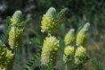 /album/fleurs/astragales-jpg/