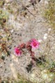 /album/fleurs/dsc-0101-jpg/