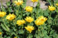 /album/fleurs/dsc-0207-jpg/