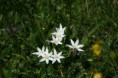 /album/fleurs/img-5505-jpg/