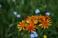/album/fleurs/img-5507-jpg/