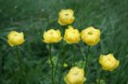 /album/fleurs/img-5509-jpg/