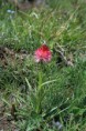 /album/fleurs/img-5520-jpg/