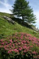 /album/fleurs/img-5543-jpg/