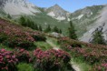/album/fleurs/img-6513-jpg/