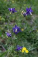 /album/fleurs/img-6533-jpg/